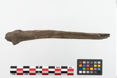 Foto von Bronzebuckelarmeif (NHMW-PRAE-023748)